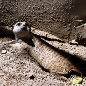 Meerkat