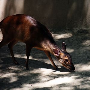 Reeves's muntjac