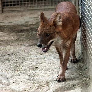 Dhole