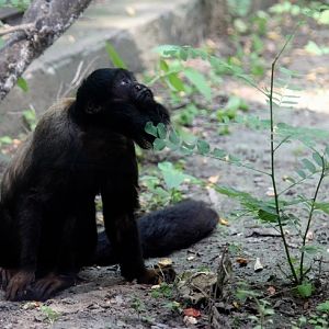 Red-backed beard saki