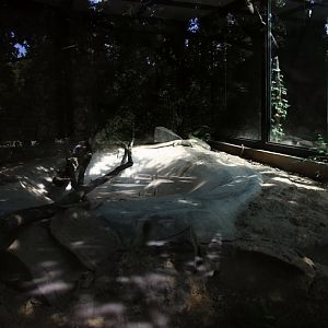 Bengal monitor exhibit