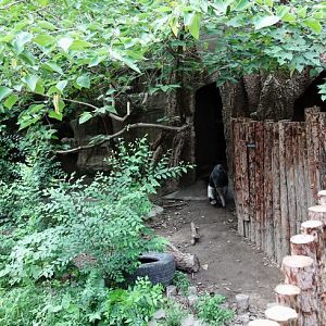 Giant anteater exhibit