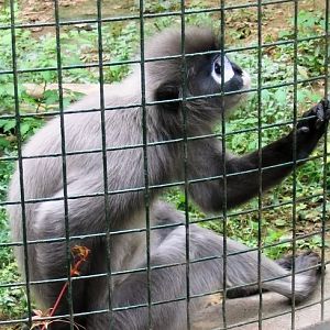 Old photo: Phayre's langur