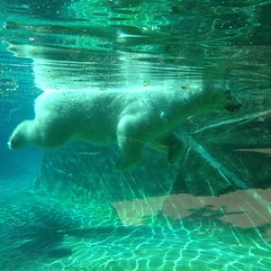 7/8/2014 - Snow Lilly Underwater