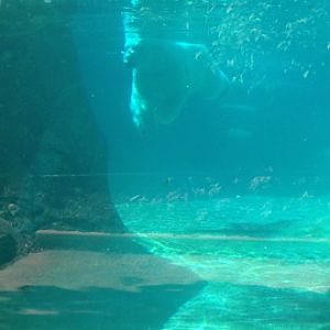 7/8/2014 - Snow Lilly Underwater