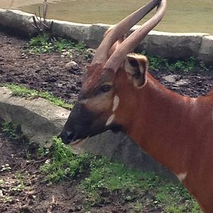 7/8/2014 - Bongo Head