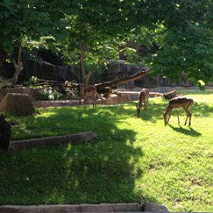 7/8/2014 - Impalas and Cinereous Vulture