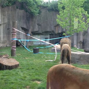 7/9/2014 - Decorated Lion Exhibit