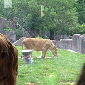 7/9/2014 - Sanura the Birthday Girl