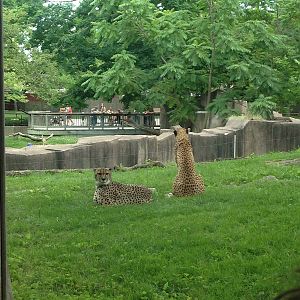 7/9/2014 - Imara (left) and Kiera (right)