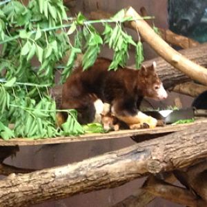 7/2/2014 - Matschie's Tree Kangaroo Mom and Joey