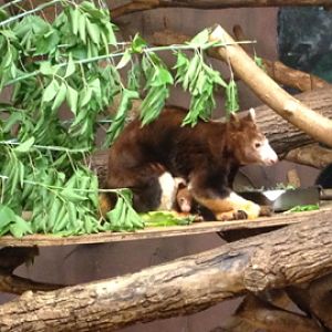 7/2/2014 - Matschie's Tree Kangaroo Mom and Joey