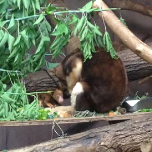 7/2/2014 - Matschie's Tree Kangaroo Mom and Joey
