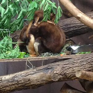 7/2/2014 - Matschie's Tree Kangaroo Mom and Joey