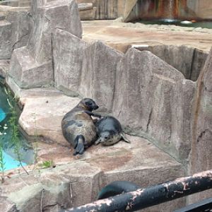 7/2/2014 - Harbor Seal Mom and Pup