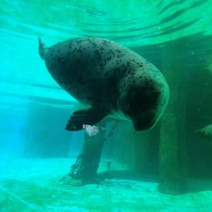 7/7/2014 - Harbor Seal Pup