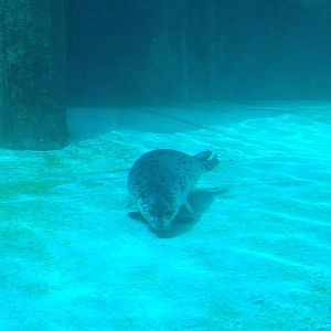 7/7/2014 - Harbor Seal Pup