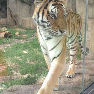 7/8/2014 - Amur Tiger