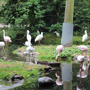 African walk-through aviary