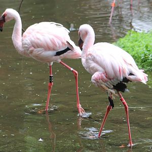 Lesser flamingos