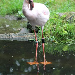 Lesser flamingo