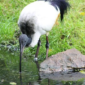 Sacred ibis