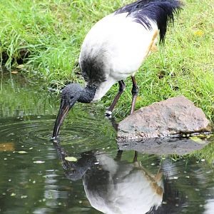 Sacred ibis