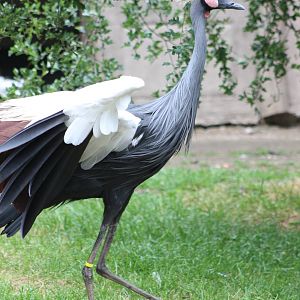 Crowned crane
