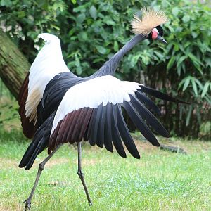 Crowned crane