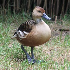 Fulvous whistling duck