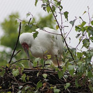 African spoonbill at nest