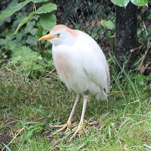 Cattle egret