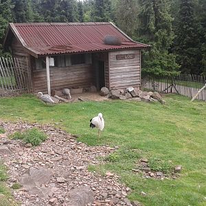 Australian enclosure