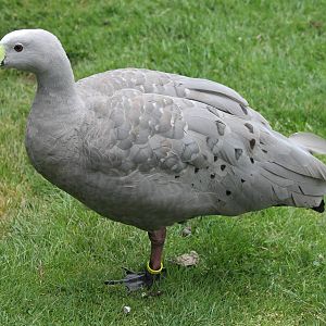 Cereopsis goose