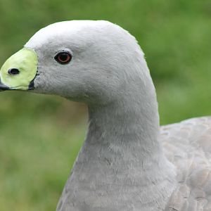Cereopsis goose