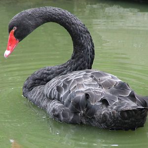 Black swan