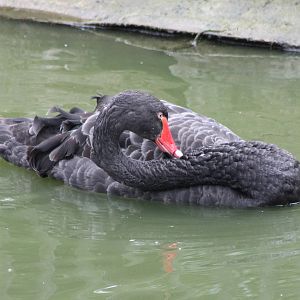 Black swan