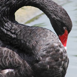 Black swan