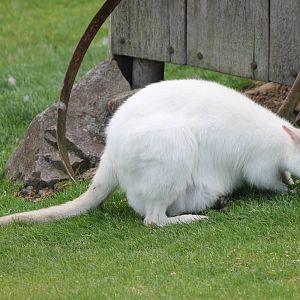 Albino Bennet wallaby