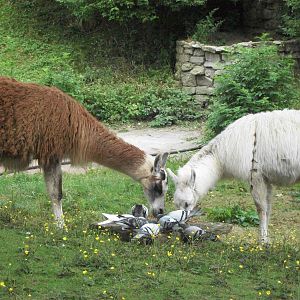 Those pigeons are a nuisance, 18th July 2014