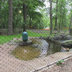 Tigers of the Realm Pool