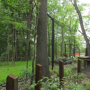 Tigers of the Realm Side Viewing