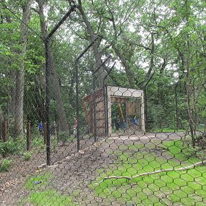 Tigers of the Realm Viewing (towards window)