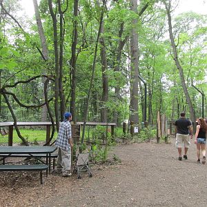 Tigers of the Realm Side Viewing (by cafe)