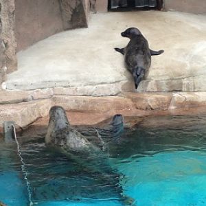 6/25/2014 - Harbor Seal Family