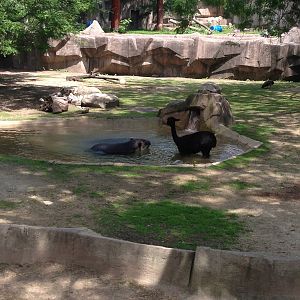 6/30/2014 - Alpaca and Baird's Tapirs