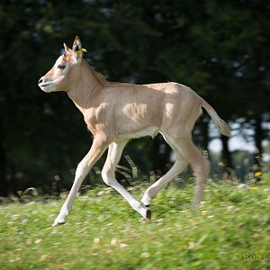 Scimitar-horned oryx calf : Whipsnade : 18 Jul 2014