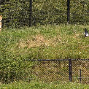 Lions and pigeons : Whipsnade : 12 Jul 2014