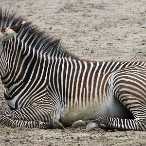 Grevy zebra
