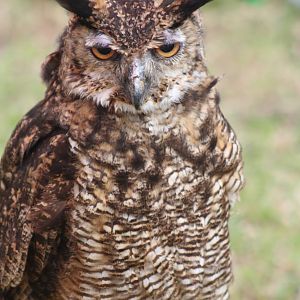 Park birds on display at Driffield Show, 16th July 2014
